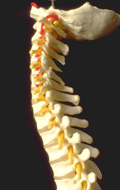 Columna vertebral